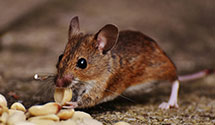 24 Hour & Emergency Exterminators in Topsail Beach, NC